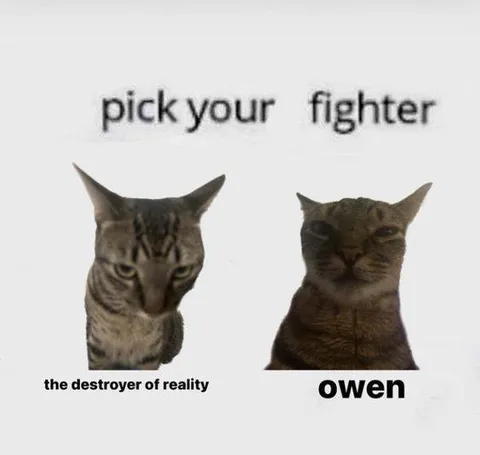 Pick Your Fighter Cats