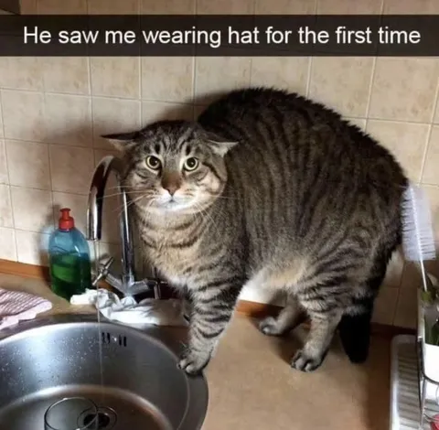 Cat Sees a Hat for the First Time
