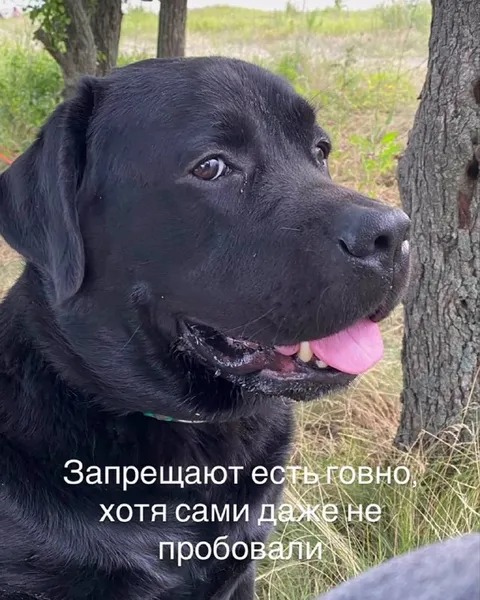 Запрещают есть говно