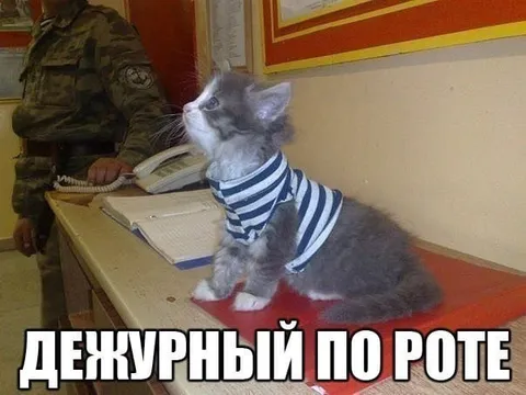Дежурный по роте кот
