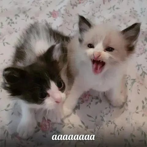 Screaming Kittens