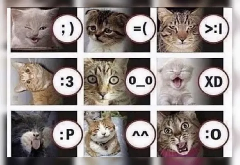 Кошки с разными эмоциями