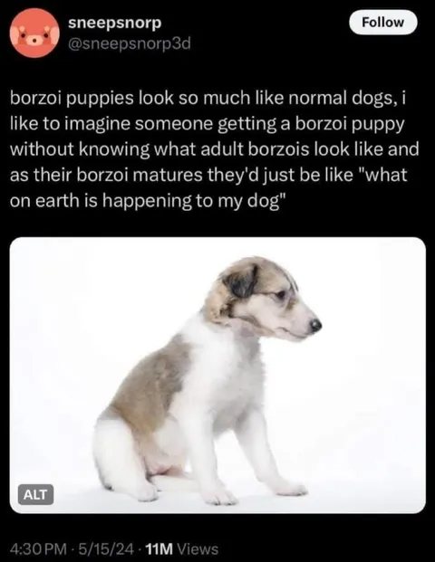 Borzoi Puppy Surprise