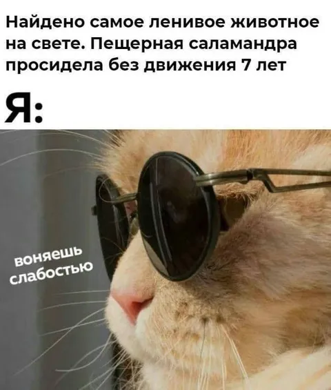 Самое ленивое животное