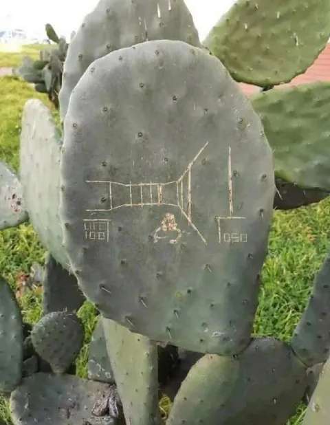 Cactus Video Game Life Counter