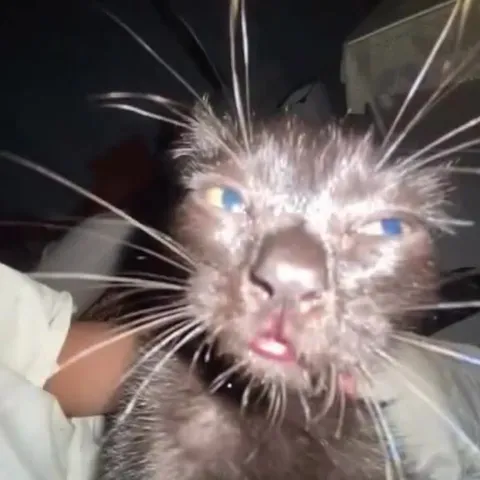 Gatitos bailando sin parar