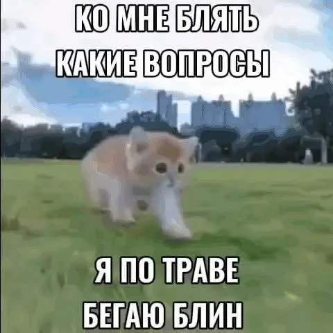 Кот бегает по траве