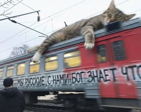 Кот едет на электричке