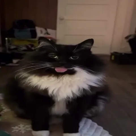 Кот с высунутым языком