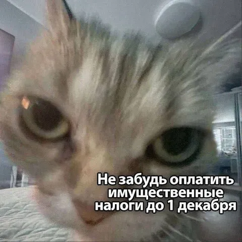 Кот напоминает об имущественных налогах
