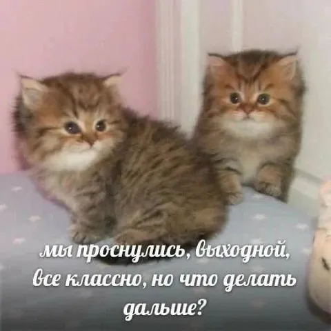 Котята проснулись в выходной