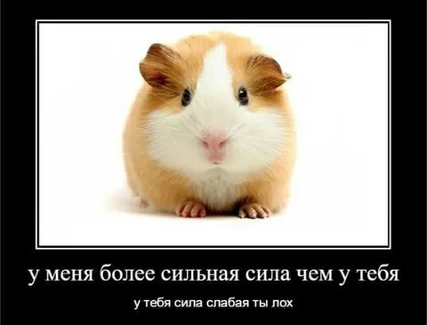 Сильная сила у хомяка
