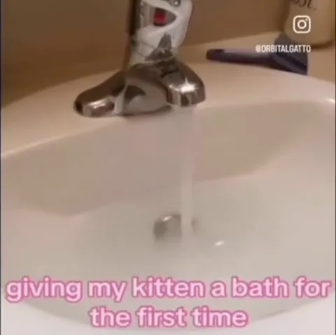 Kitten's First Bath Disaster