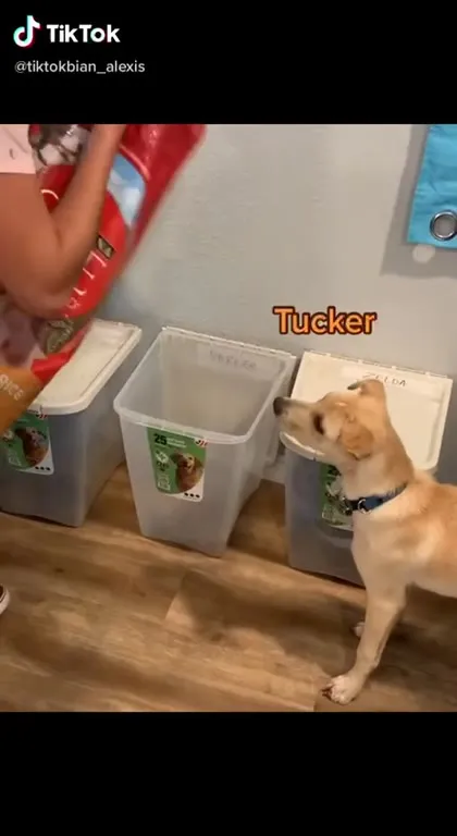 Dog Thinks It’s an All You Can Eat Buffet