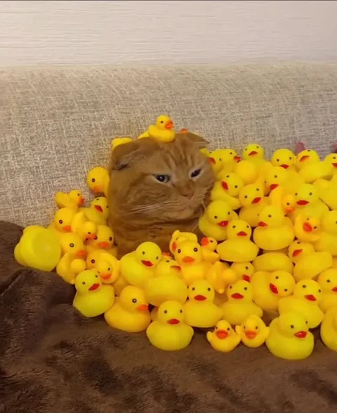 Кот среди жёлтых утят