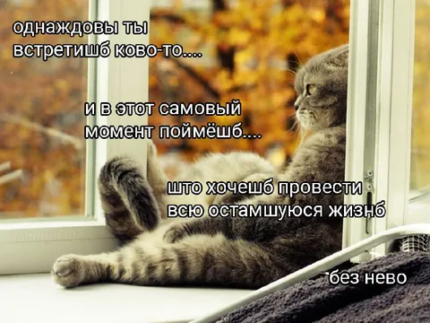Кот, который хочет жить один