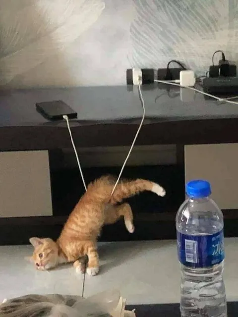 Кот попал в зарядку