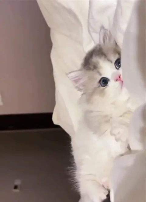 Котёнок выглядывает из-за простыни
