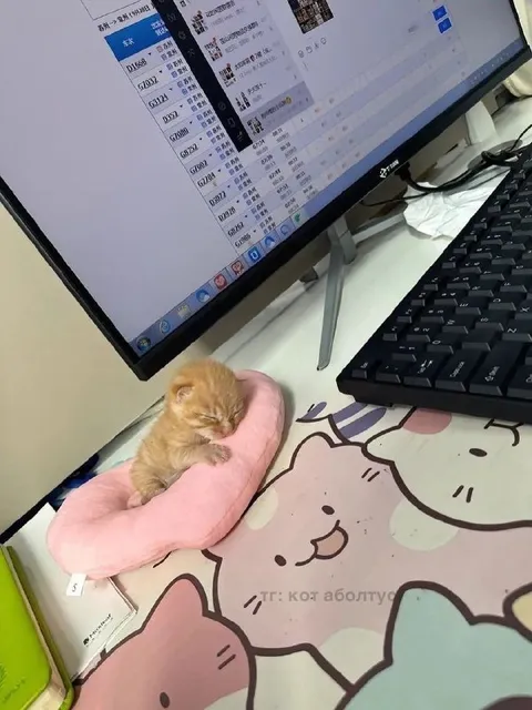 Котик спит на рабочем месте