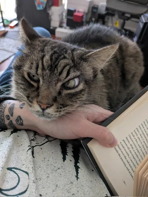 Cat Interrupts Reading