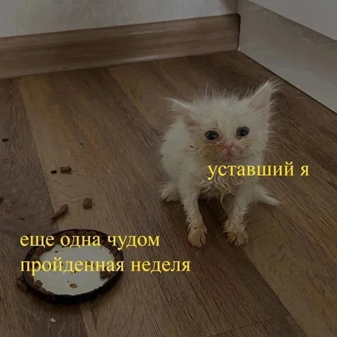 Уставший после тяжёлой недели