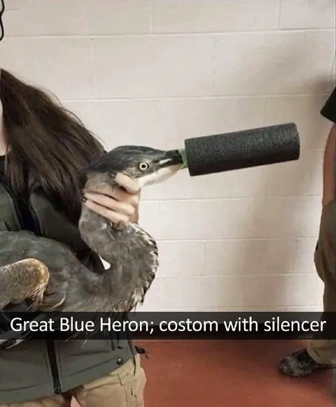 Heron With a Silencer