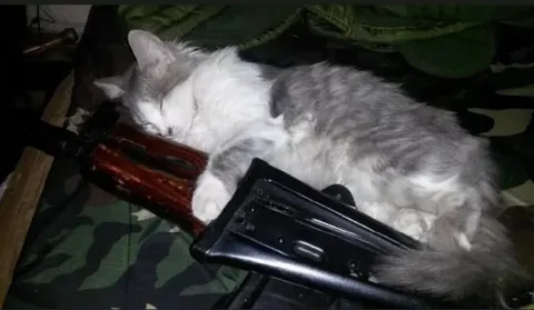 Кот уснул на автомате