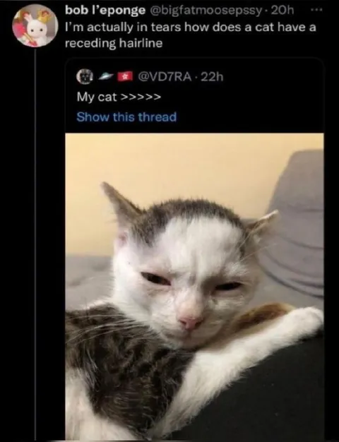 Cat With a Receding Hairline