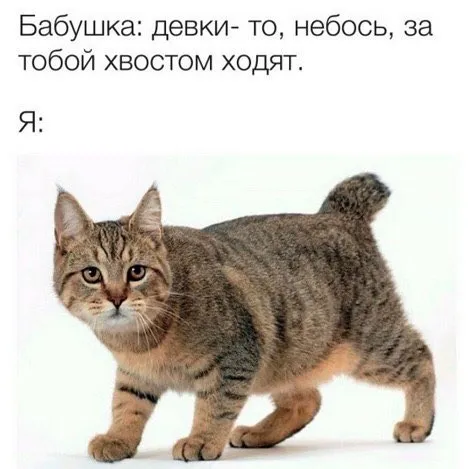 Девки ходят хвостом