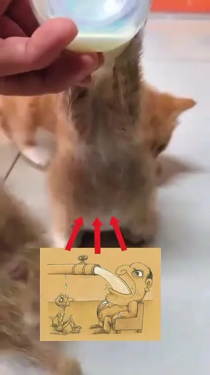 Котёнок у питьевого крана