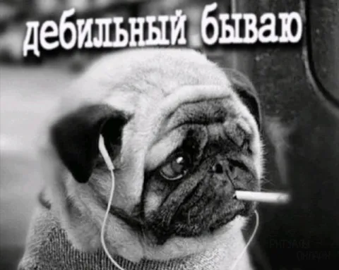 Дебильный бывает мопс