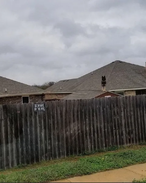 Beware of the Roof Dog