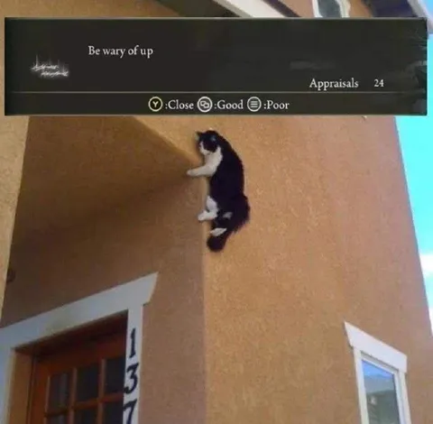 Cat Is Wary of Up