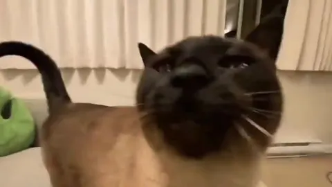 Сиамский кот крупным планом