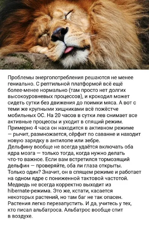 Лев в спящем режиме