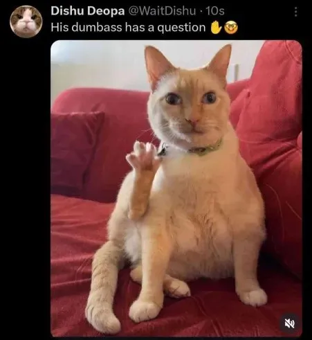 Cat Has a Question