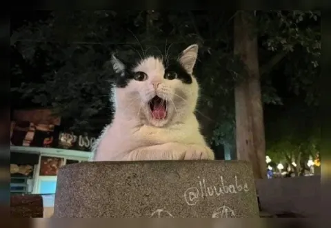 Орущий кот за оградой