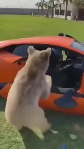 Animals Having a Very Bad Day