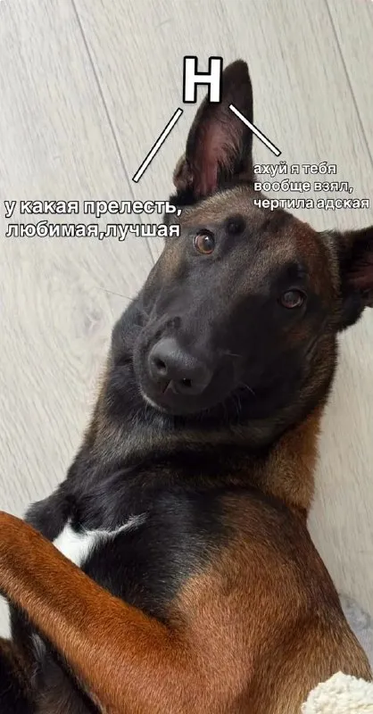 Любимая и адская чертила