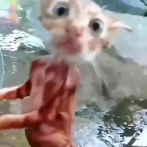 Котёнок в странном клипе