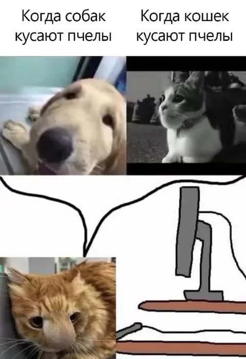 Когда собак кусают пчёлы