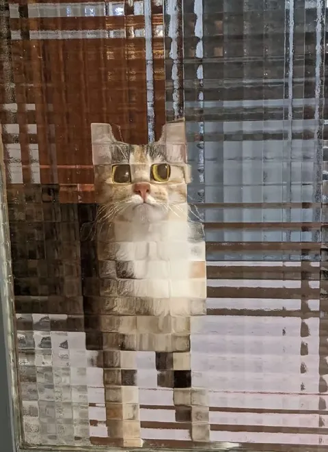 Кот за полосатым стеклом