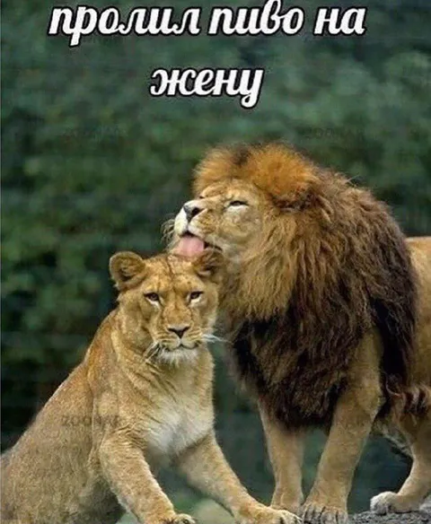 Прошил пиво на жену