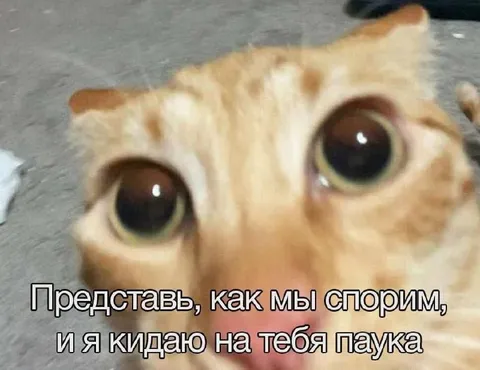 Кот с огромными глазами и пауком