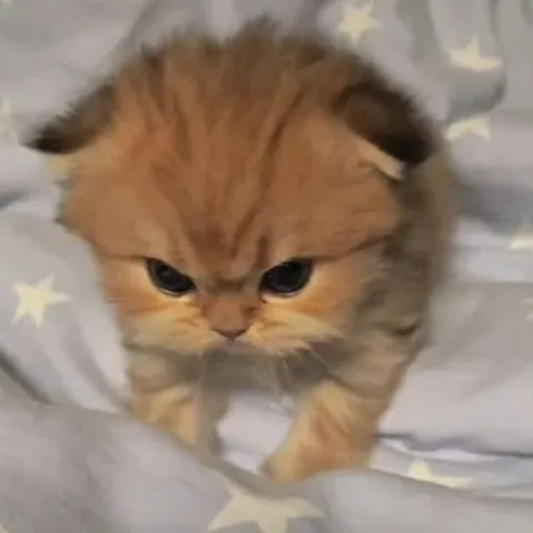 Сердитый пушистый котёнок