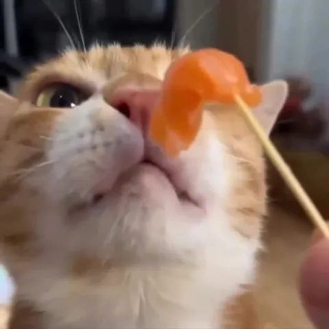 Кот и креветка на палочке
