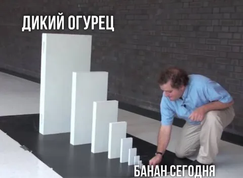 Дикий огурец и банан сегодня