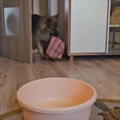 Щенок в тазике