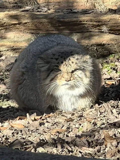 Кот, который всё понял