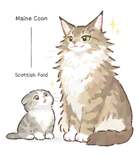Maine Coon vs Scottish Fold